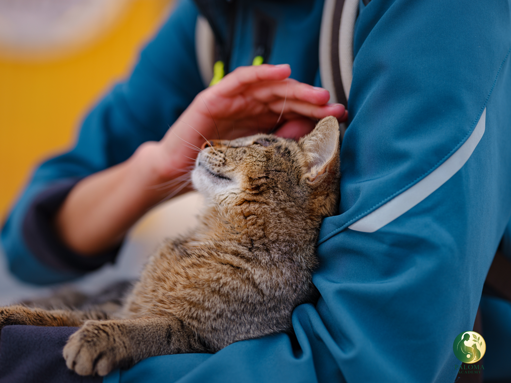 Wenn unsere Katzen uns ihre Schwäche zeigen …