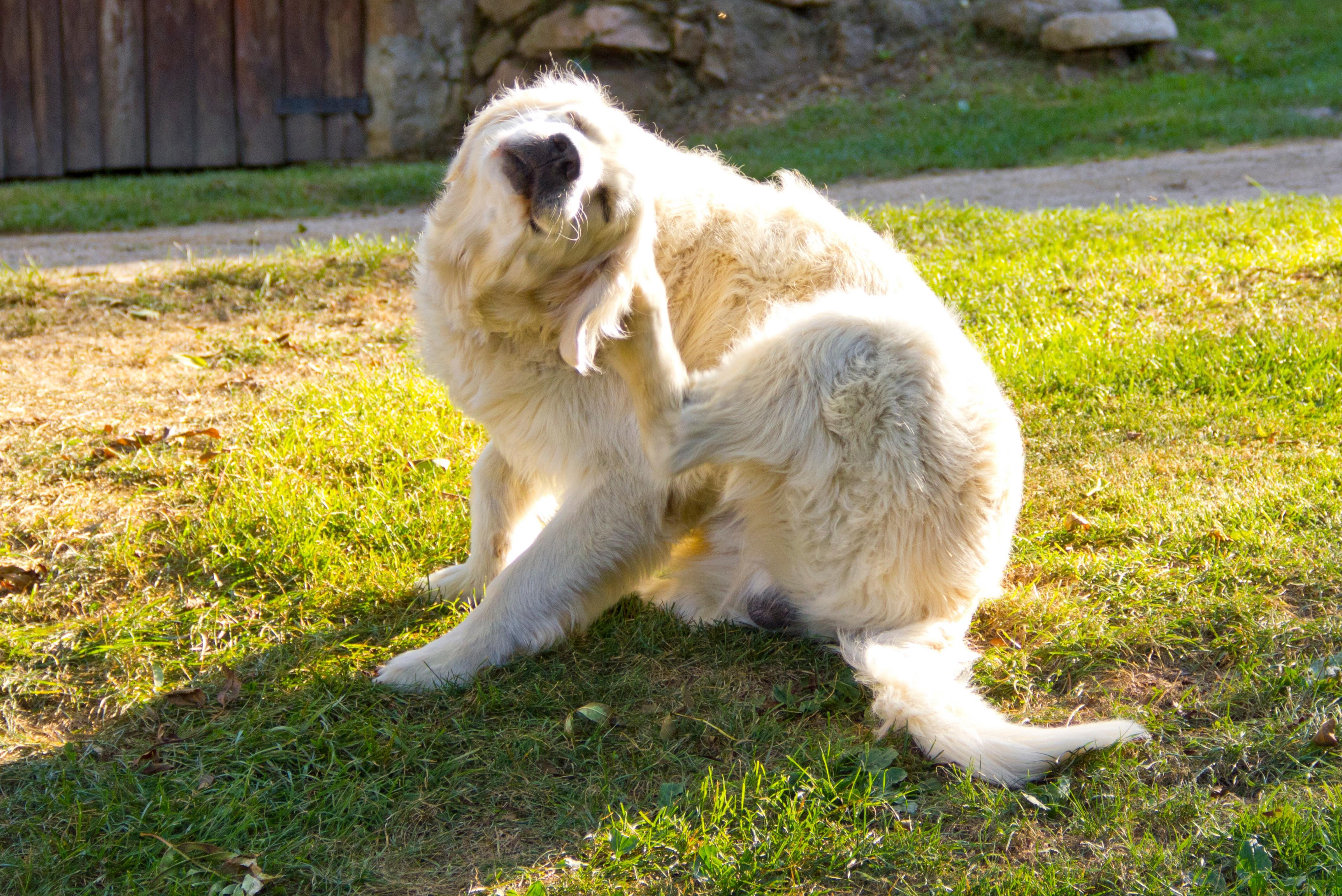 Allergien beim Hund – ganzheitlich verstehen und lindern