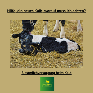 Wie versorge ich mein neugeborenes Kalb?