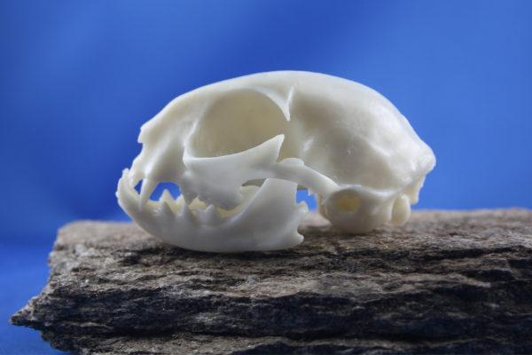 Katzenschädel als Miniaturen, in Resin gedruckt, teilweise bemalt.
