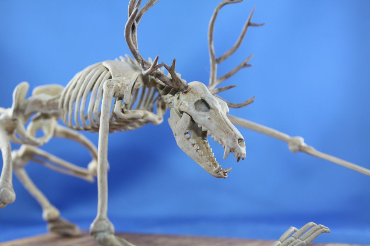Skelettierter Wendigo mit Geweih, Resin-Druck mit schattierter Knochenbemalung.