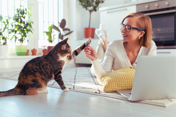 Langeweile bei Katzen und Lösungen