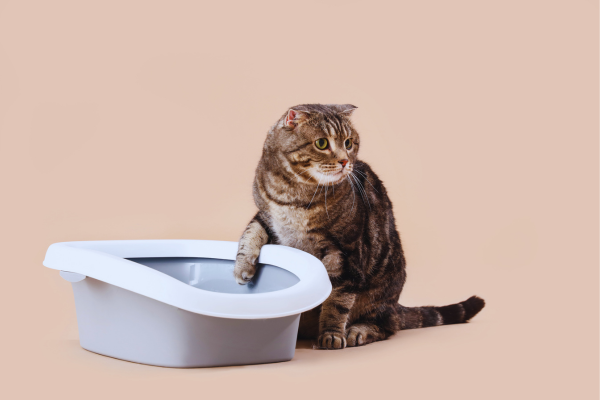 Unsauberkeit bei Katzen und Lösungen