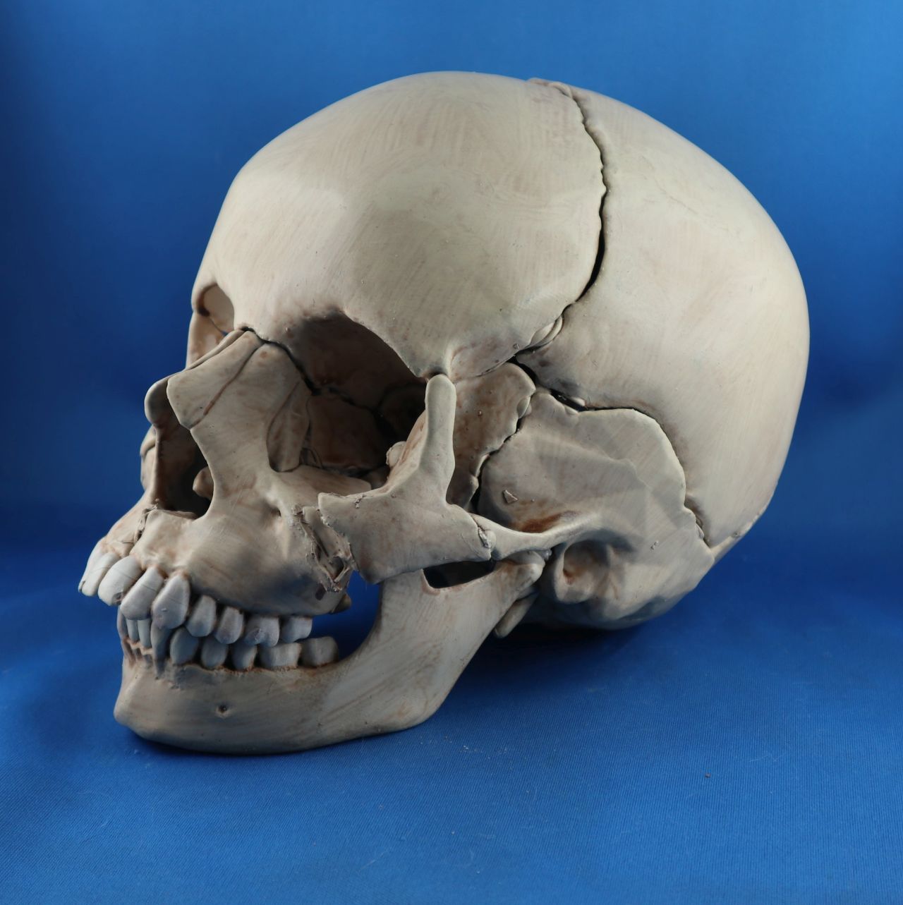 Menschenschädel als 1:1 Modell, Resin-Druck mit realistischem Finish.