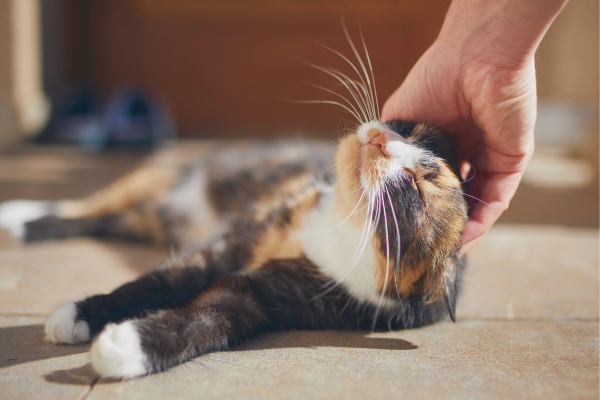 Katze pinkelt plötzlich überall hin? Ursachen, Lösungen & Hilfe für verzweifelte Halter