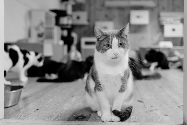 Bereit für eine Katze? Was du VOR der Anschaffung wissen solltest