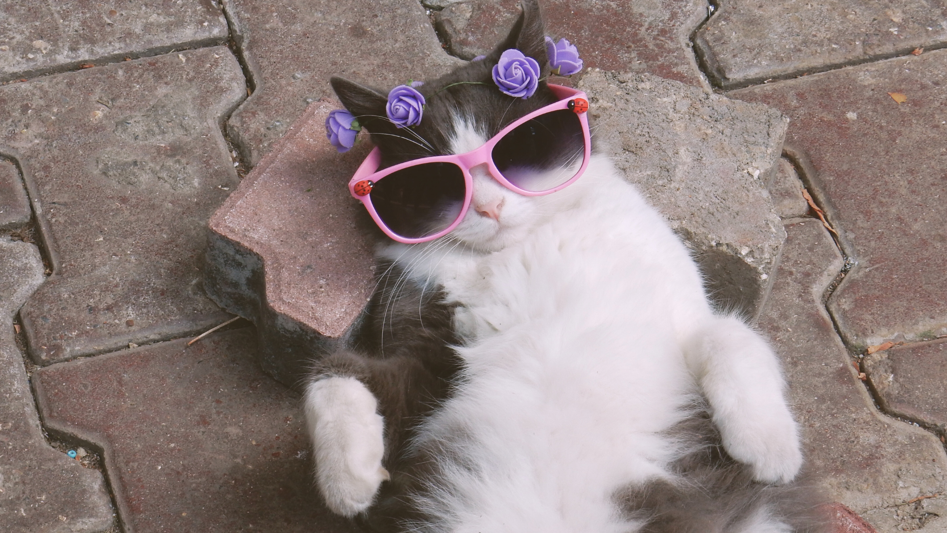 Katze im Urlaub