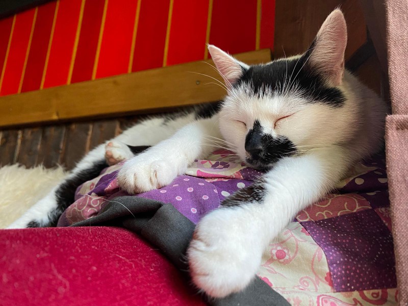 Miezi schläft entspannt auf einem Kissen – sie lebt seit ihrer Zeit im Tierheim mit chronischem Katzenschnupfen.