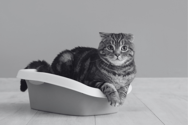 Warum markiert meine Katze plötzlich? Ursachen & Lösungen