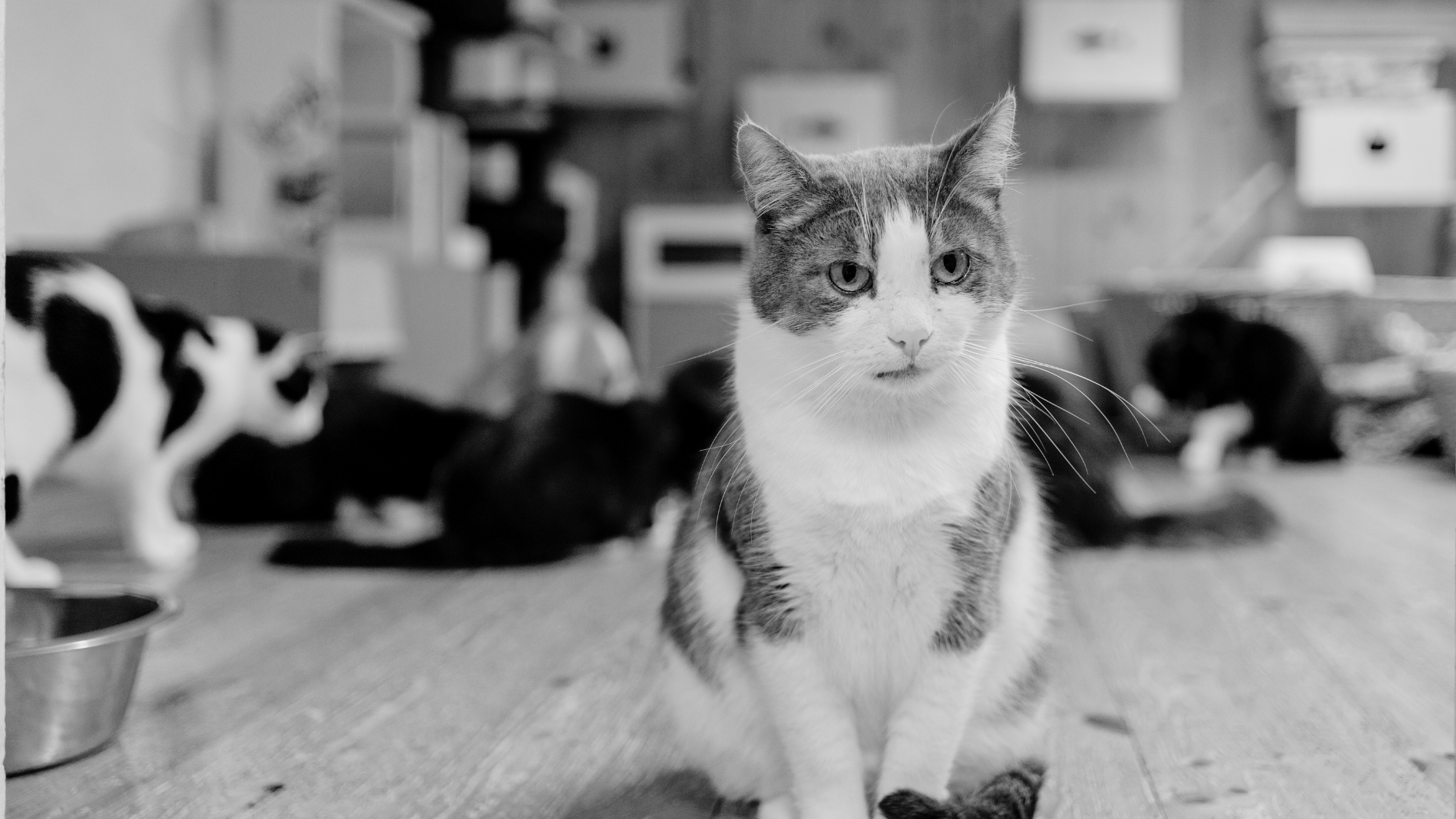 Katzen im Tierheim