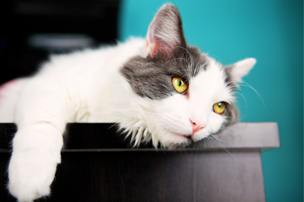 Katzen und Langeweile