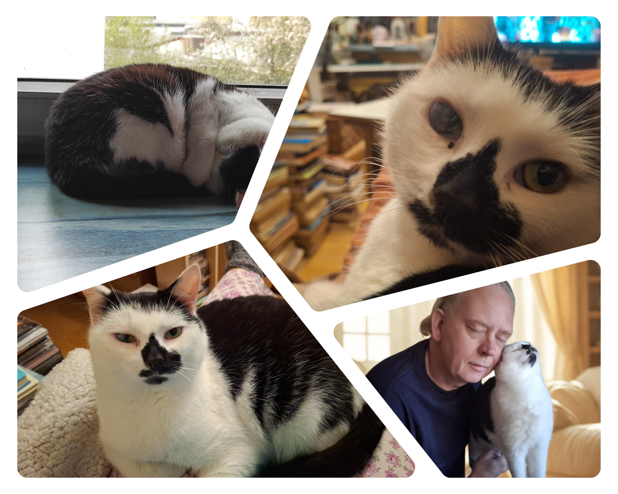 Das Miezi Collage
