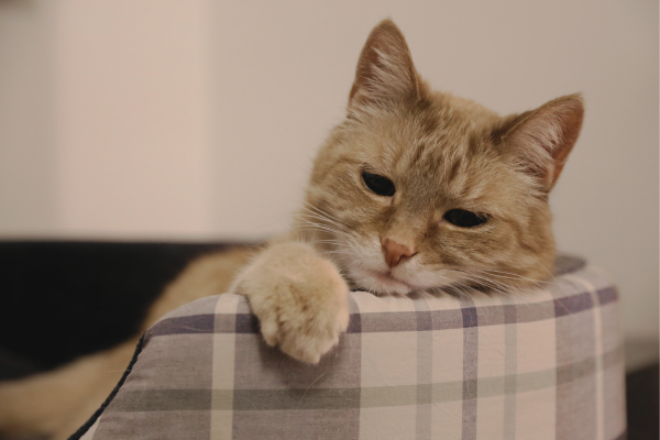 Depression bei Katze durch Langeweile