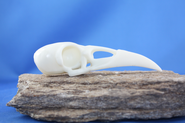 Rabenschädel als Miniaturen, in Resin gedruckt, teilweise bemalt.