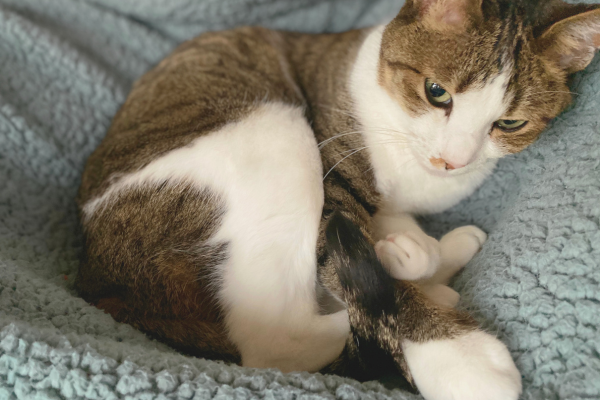 Was ist eine Blasenentzündung bei Katzen?