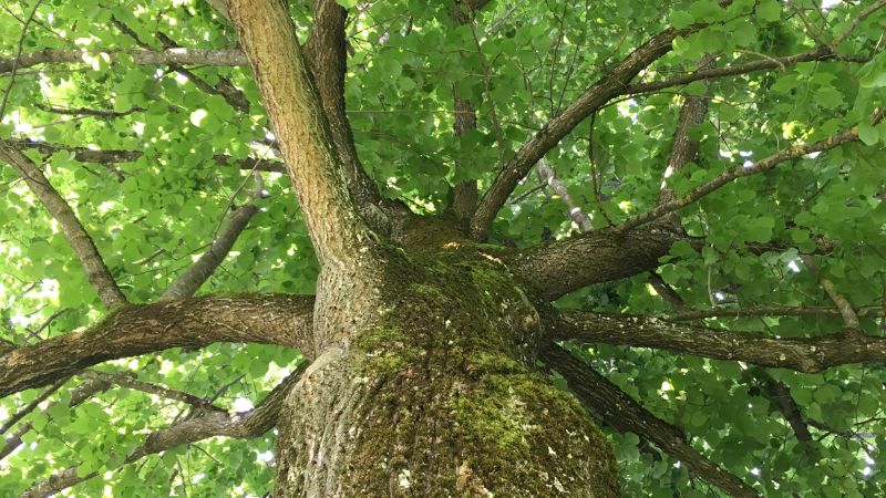 Baum1.jpg