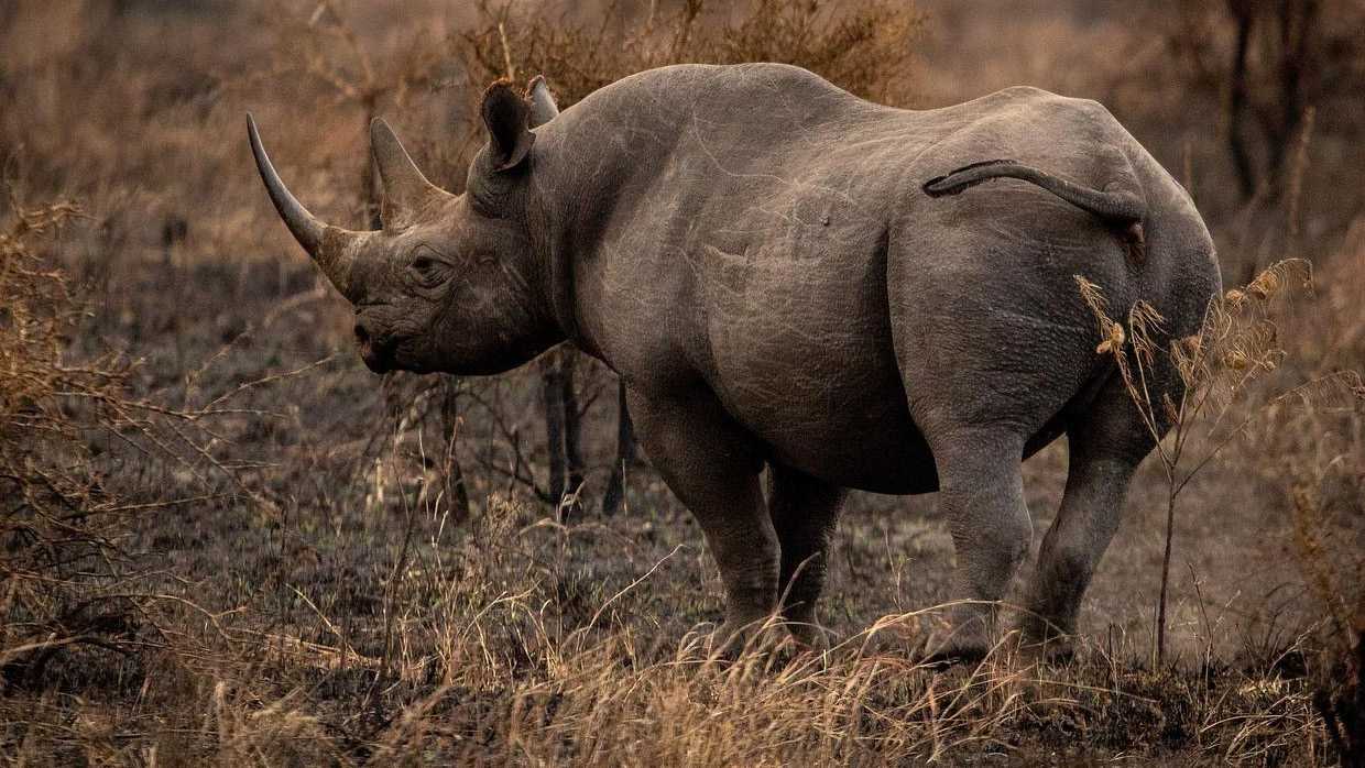 Nashorn