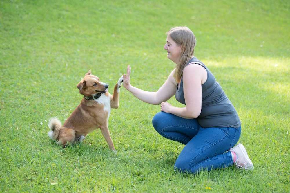 Hund und Frauchen geben Pfötchen