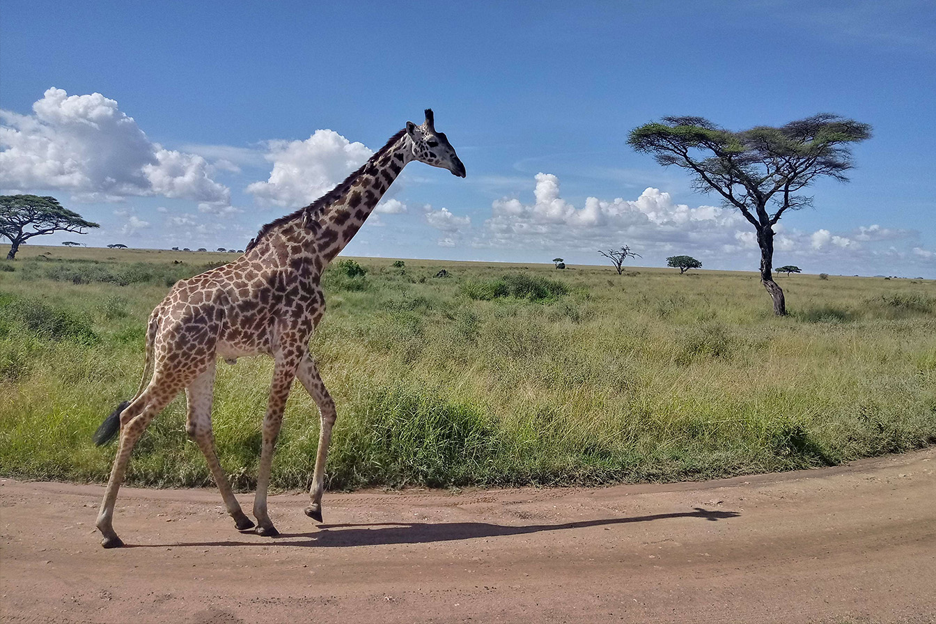 Giraffe in der Serengeti, Tansania