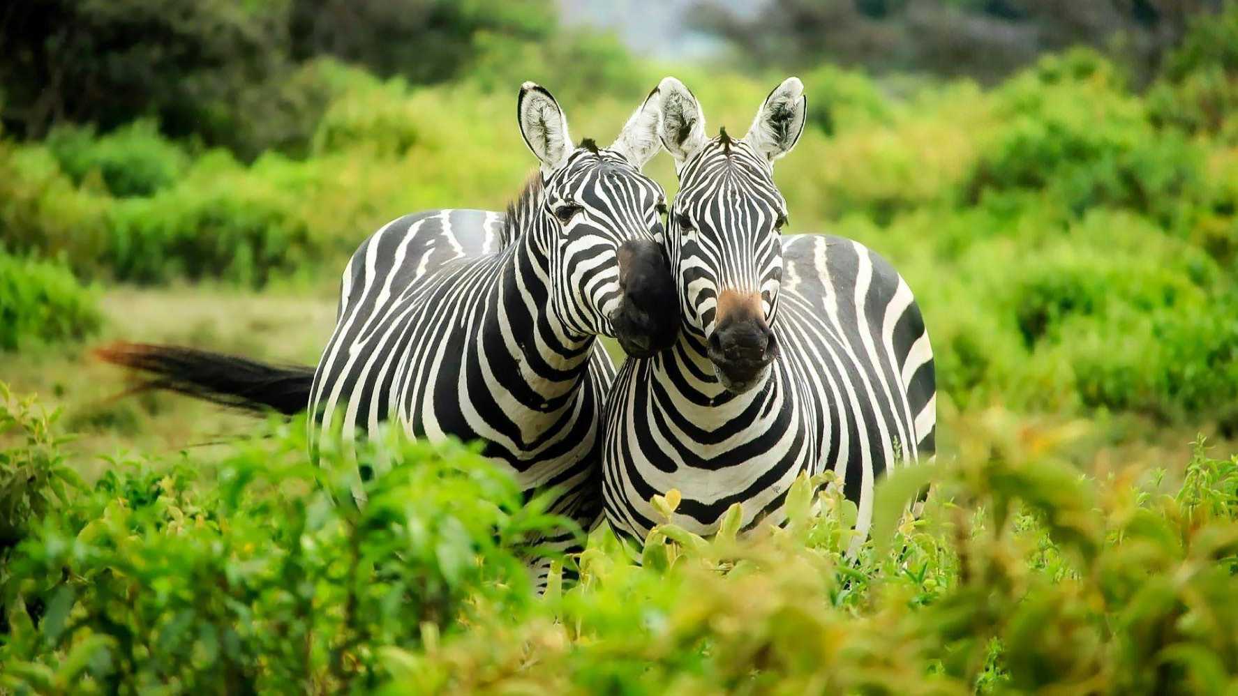 Zebras