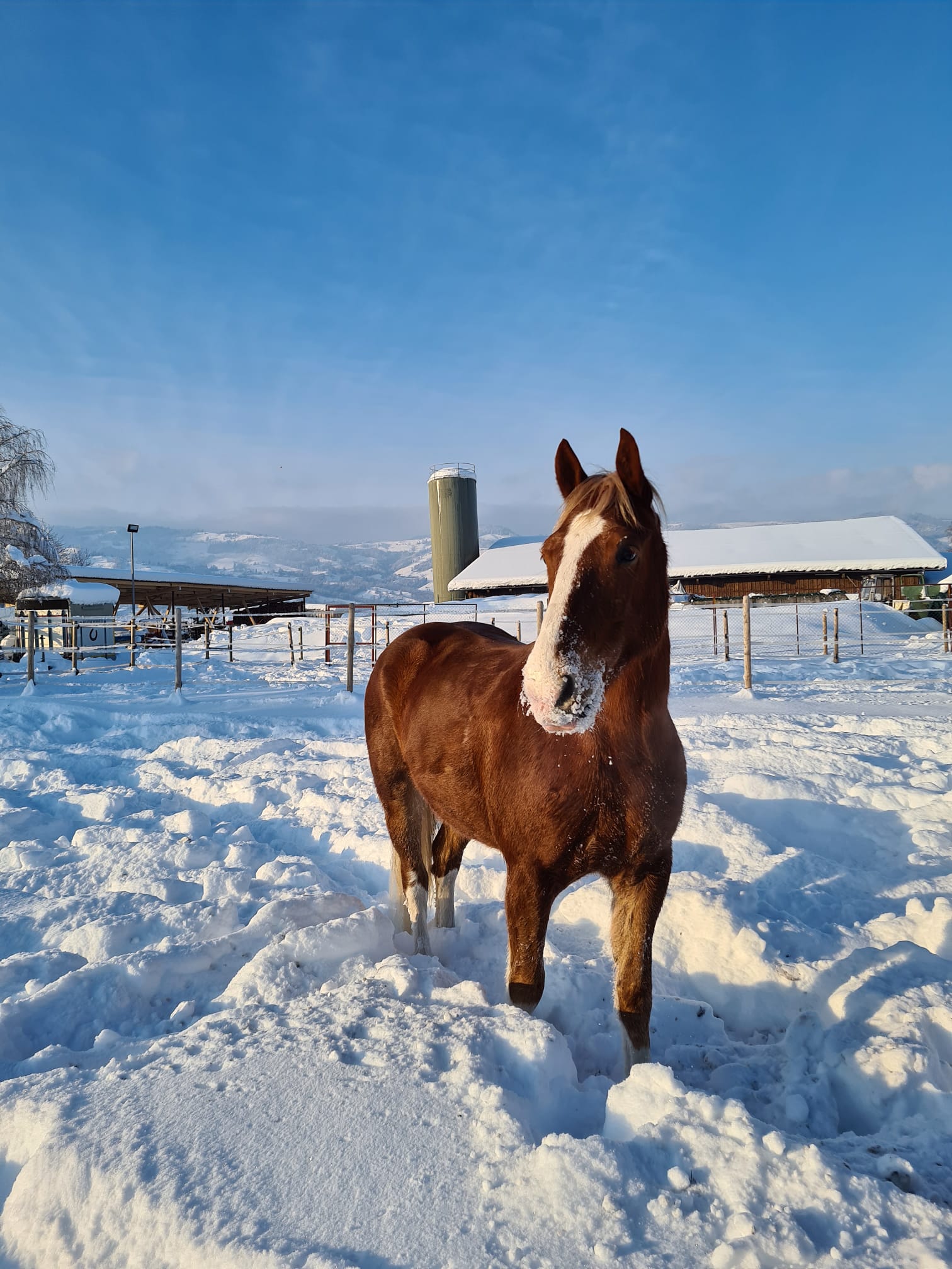 Pferd im Schnee