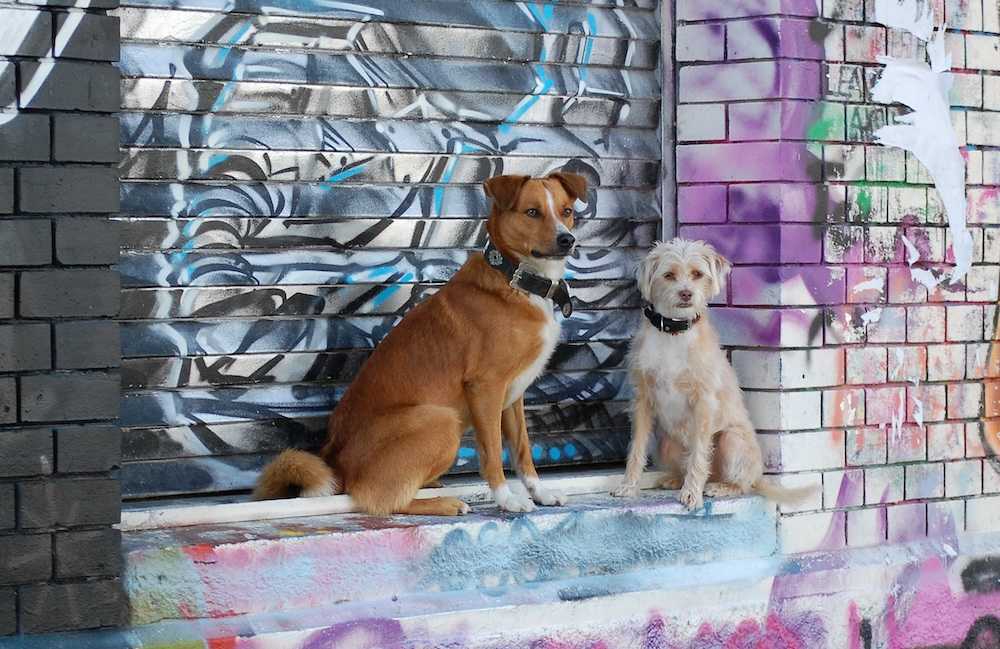 Graffiti Hunde