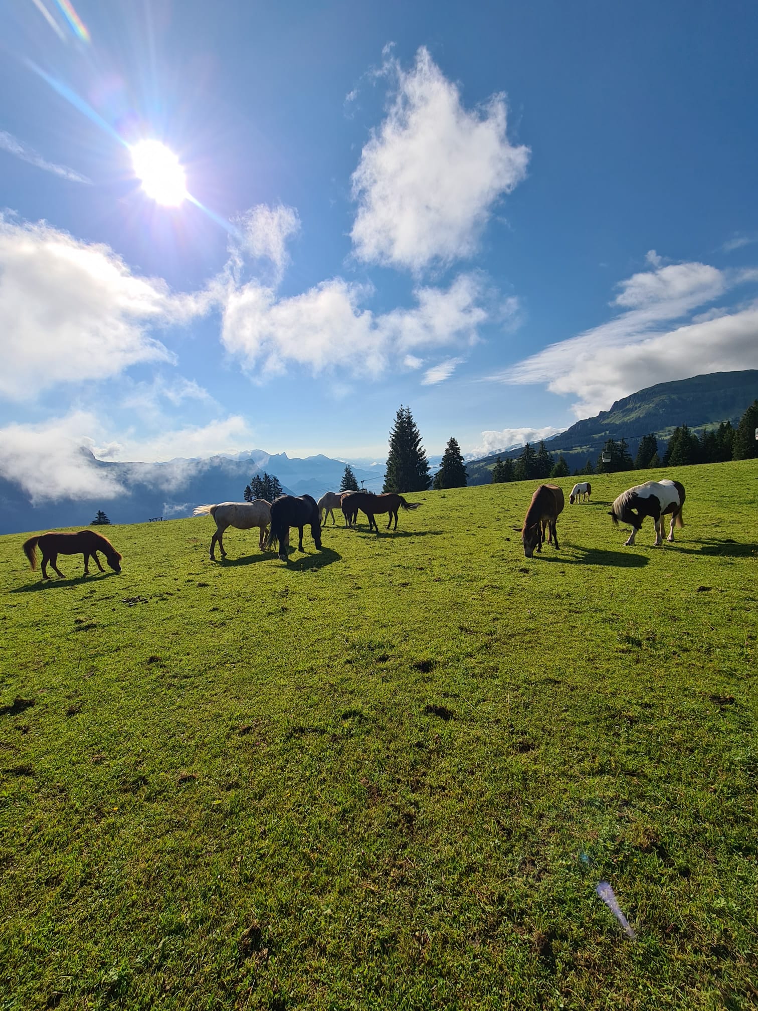 Pferd auf Wiese 2