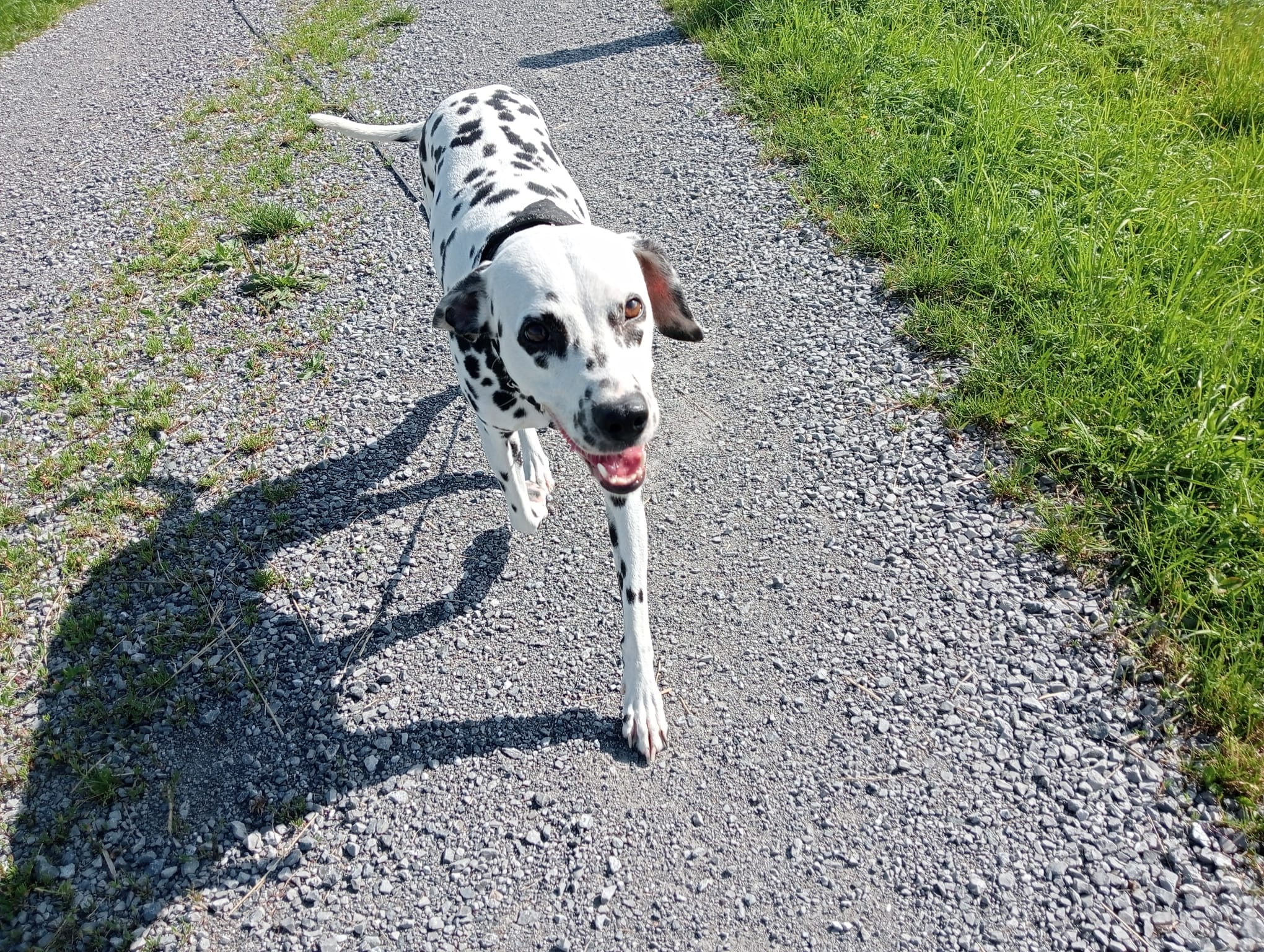 Hund Pheobe auf einer Wiese