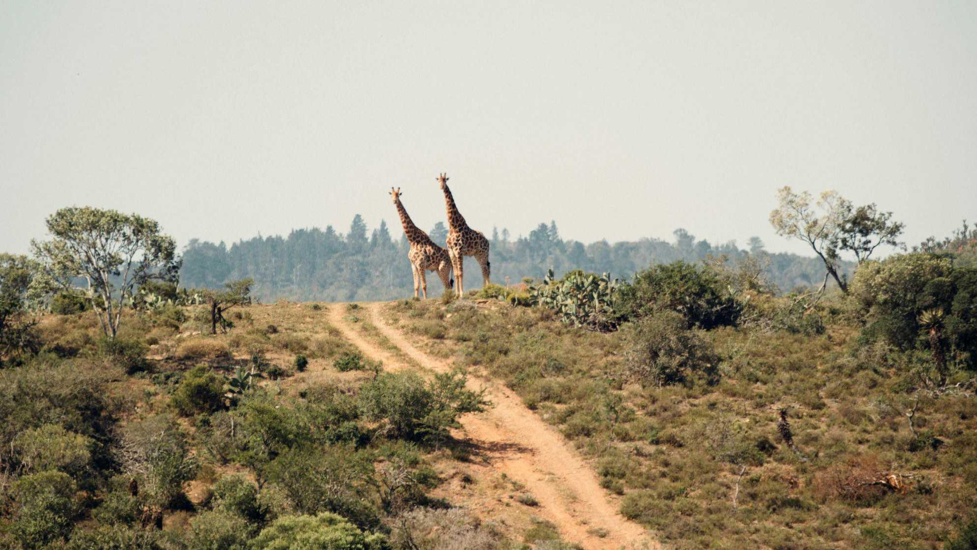 Giraffen