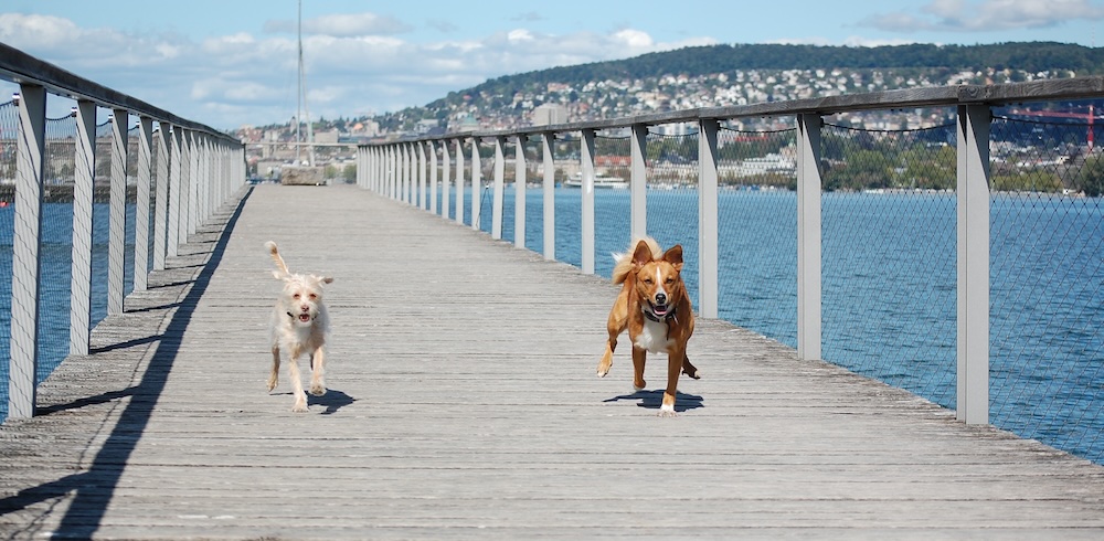 Hunde auf einem Steg mit See im Hintergrund