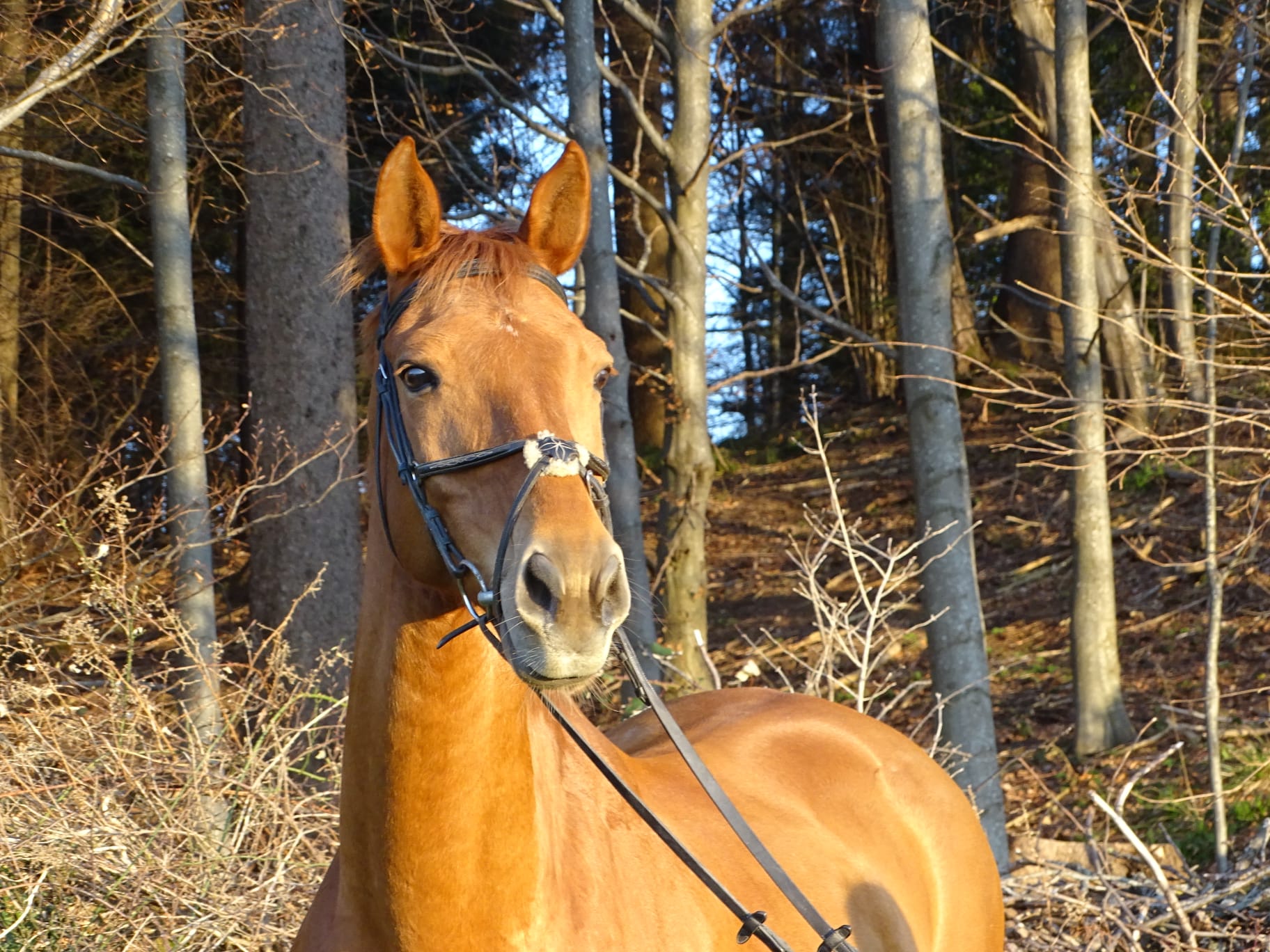 Pferd im Wald