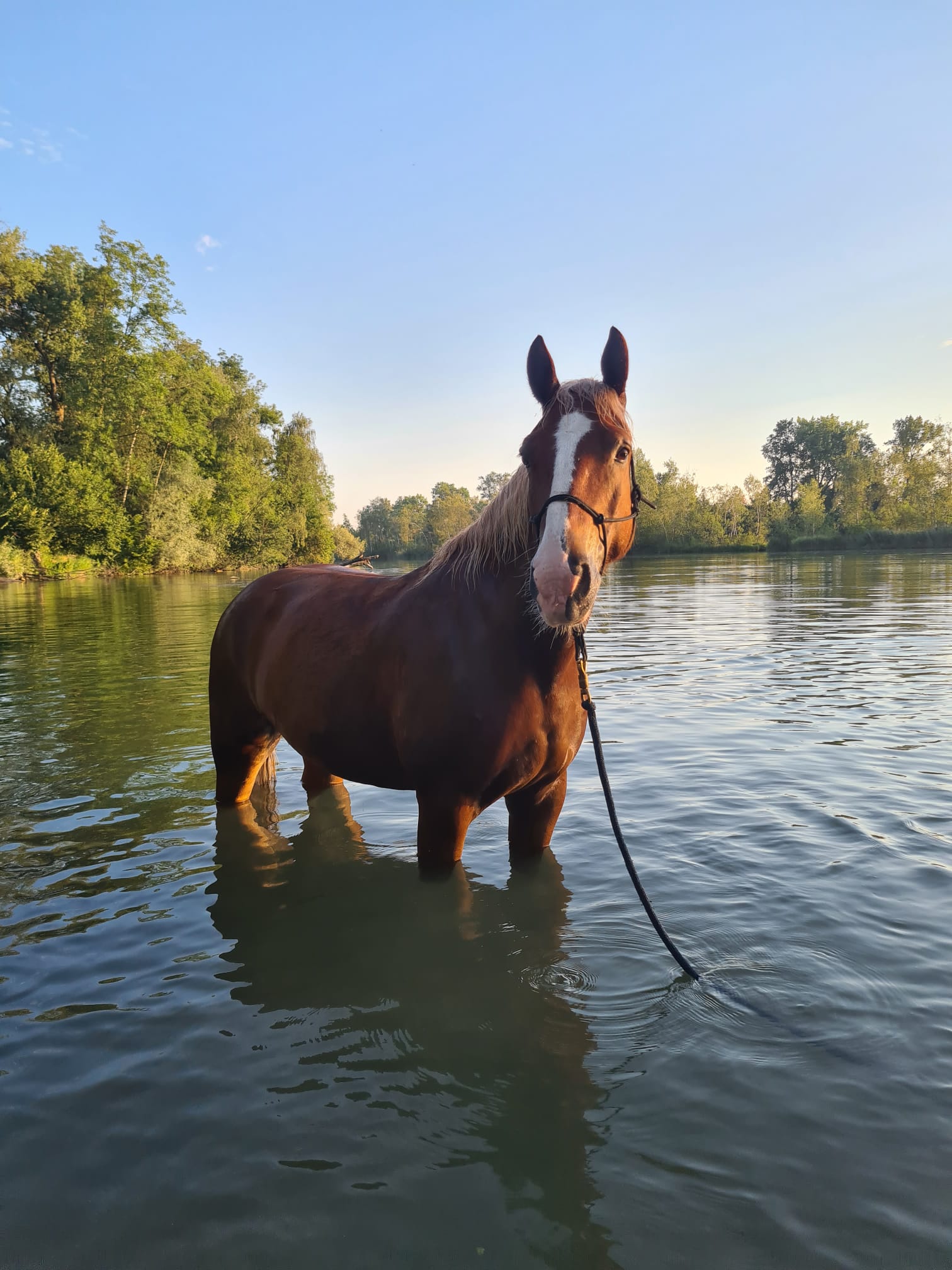 Pferd im See