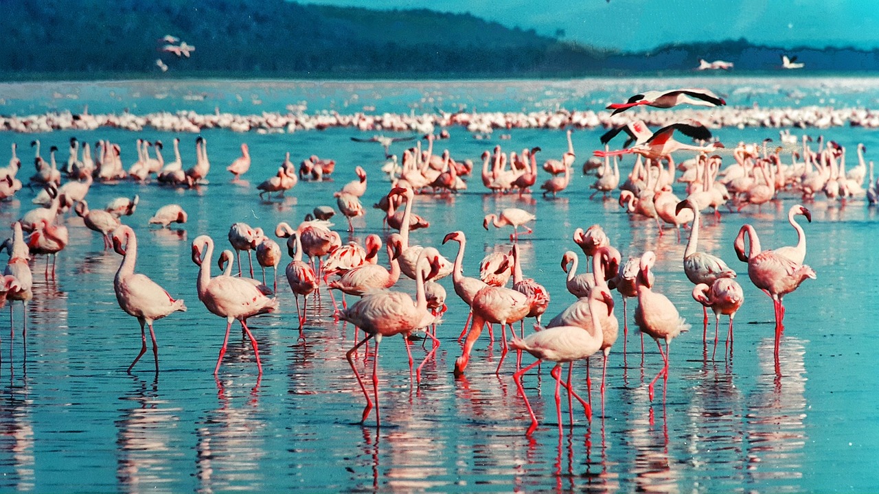 Flamingos