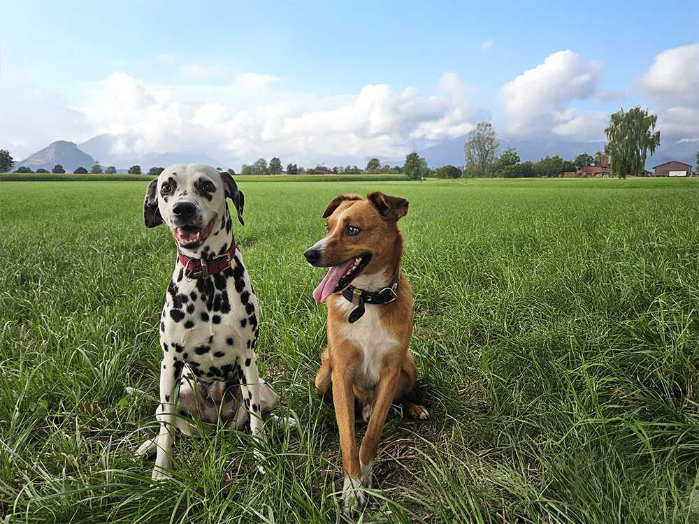 Hunde Pheobe und Bubby auf einer Wiese