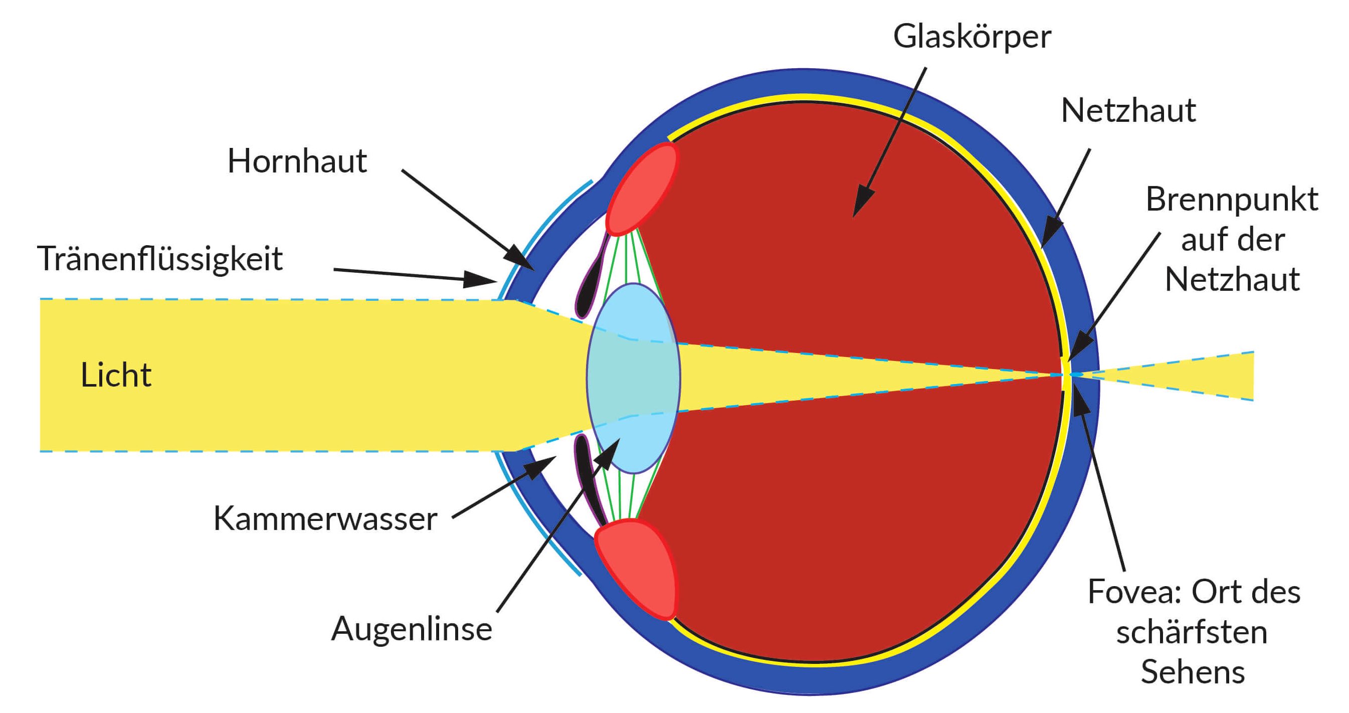 Augentraining Online - Besser Sehen ohne Brille!