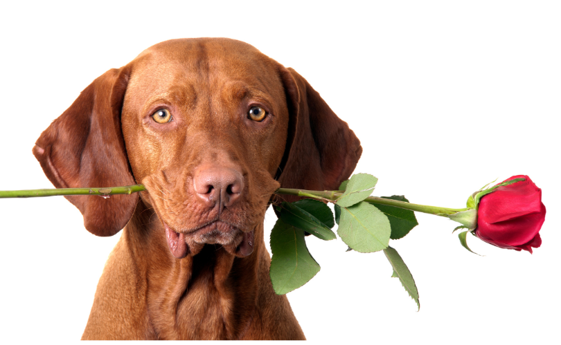 Kopie von Design ohne Titel.png