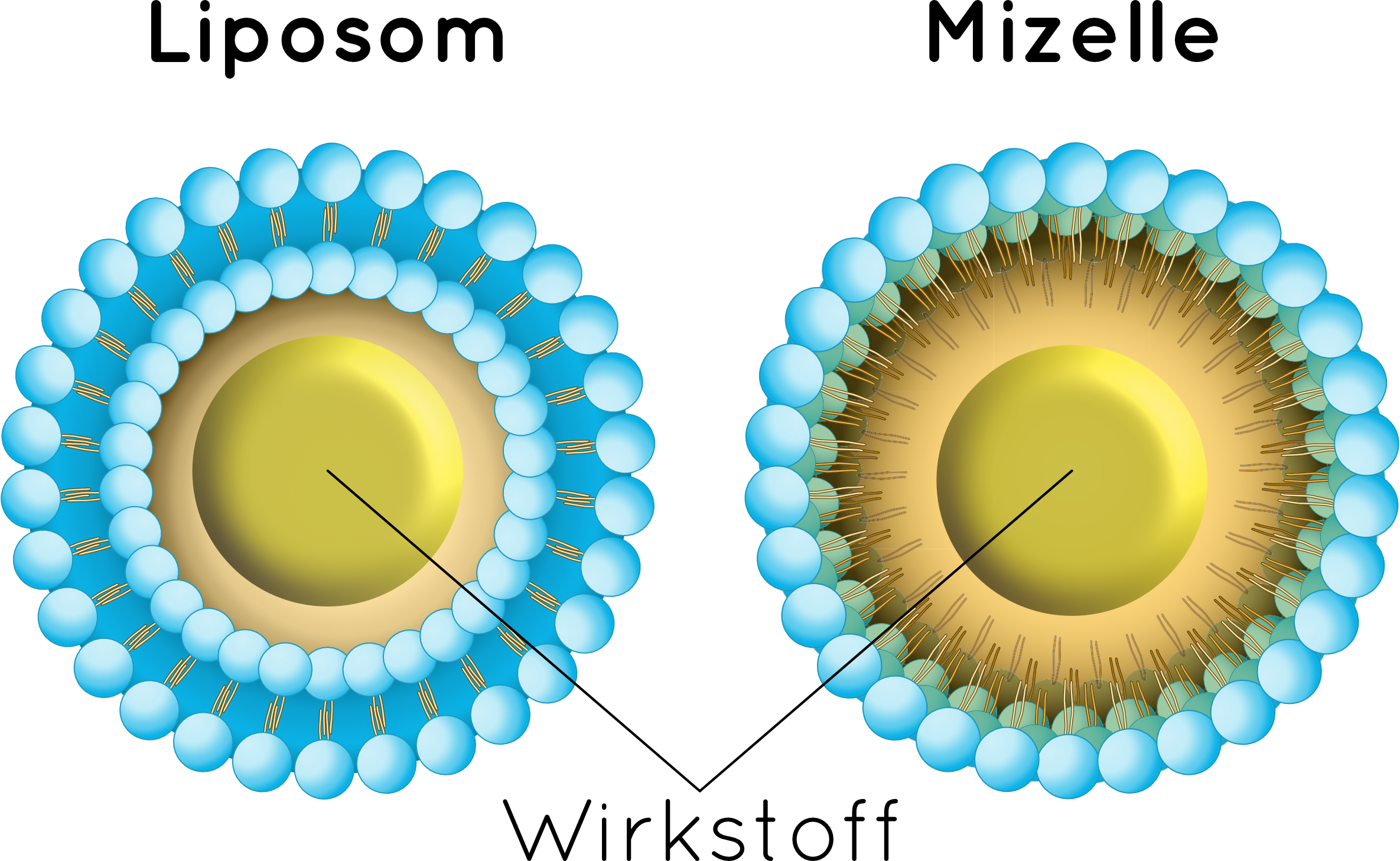 Liposom_Micelle.png
