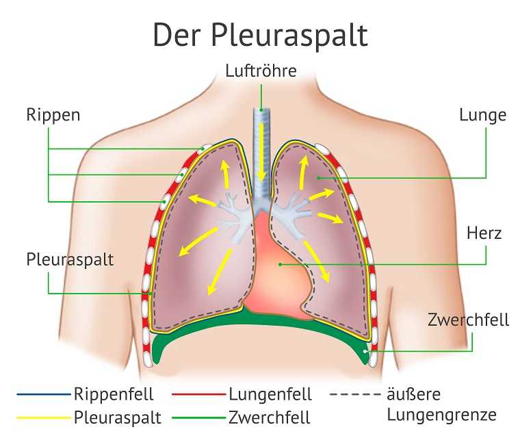 Pleura.jpeg