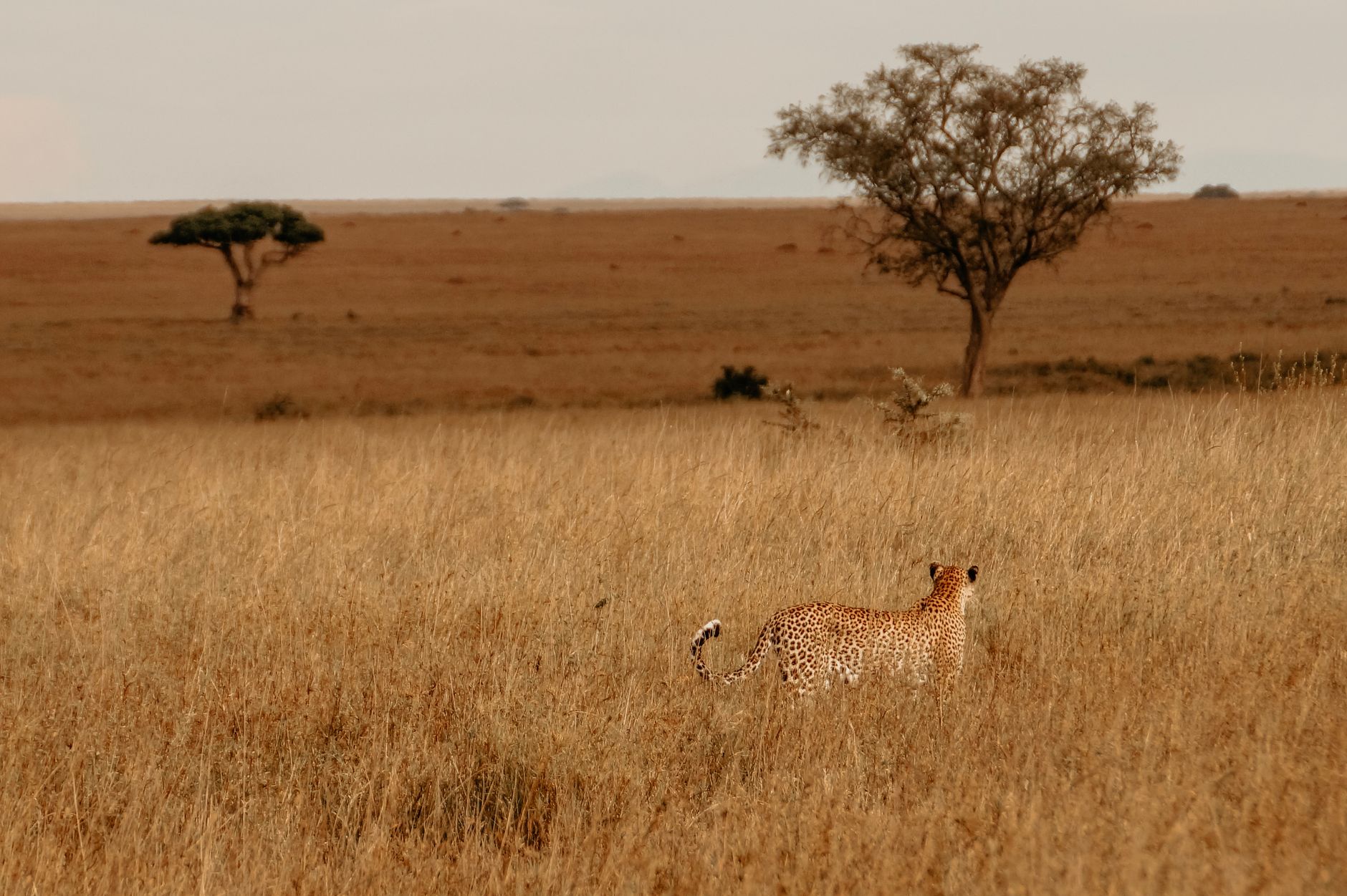 Safari in der Serengeti mit Wildtieren in Tansania
