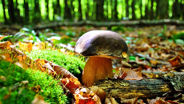 Come e dove crescono i funghi porcini? 5 consigli per la caccia ai funghi
