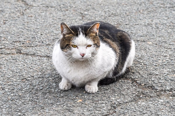 old-cat-min.jpg