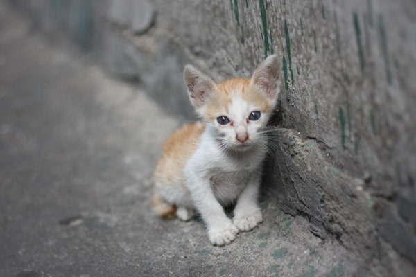 kitten-min.jpg