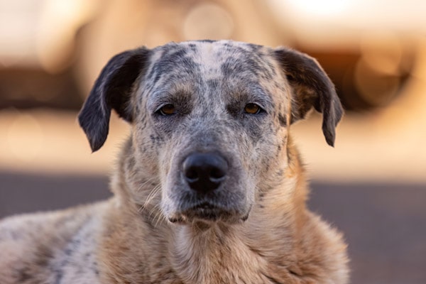 old-dog-min.jpg