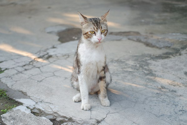 cat-min.jpg