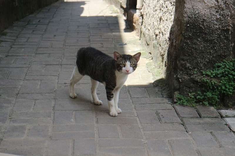 cat_gleichgewicht-min.jpg