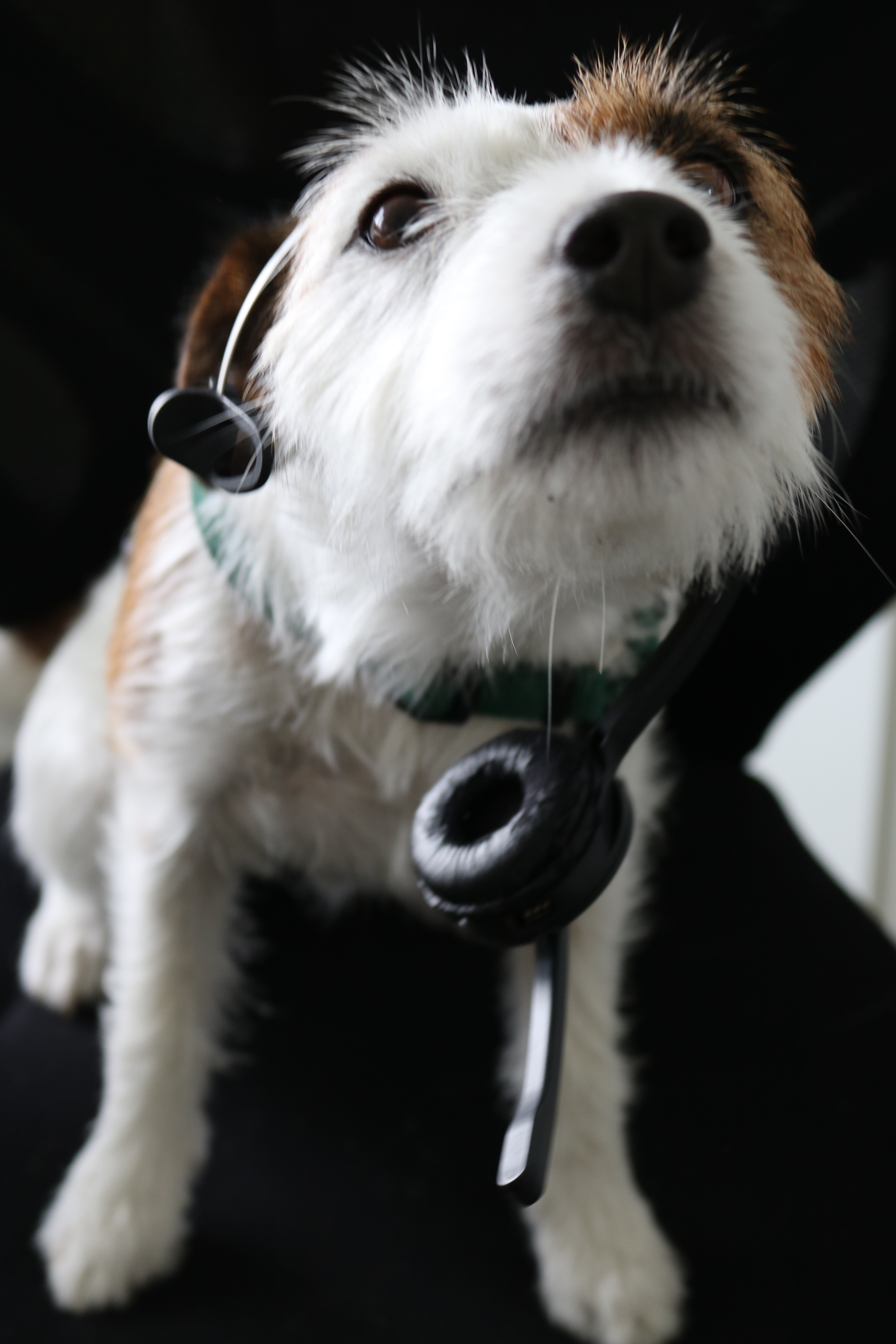 Telefonistin Luna_neu.jpg