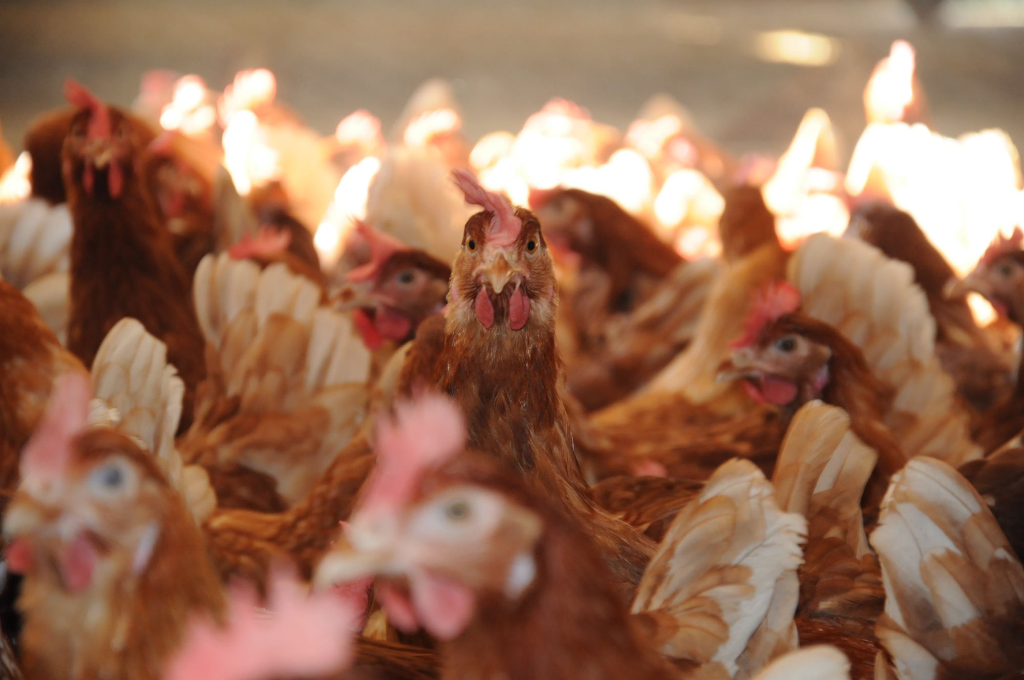 Steiner Ei Web-35.jpg