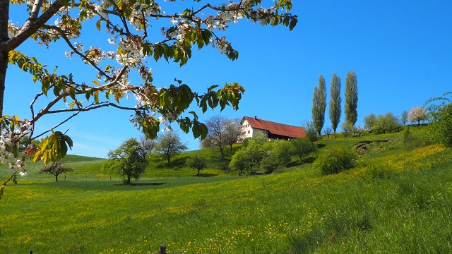 2025-07-30 - Wendelhof mit Bluescht-Ast_quer_klein40.jpg