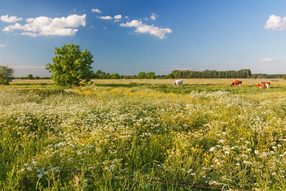 Design ohne Titel - 2025-02-07T181225.077.jpg