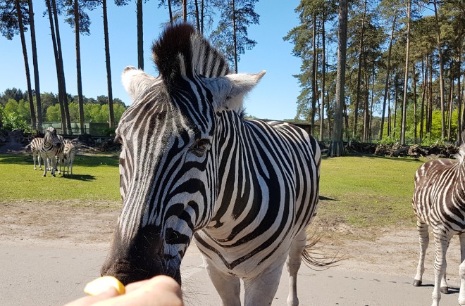 Tierpark Nordhorn.jpg